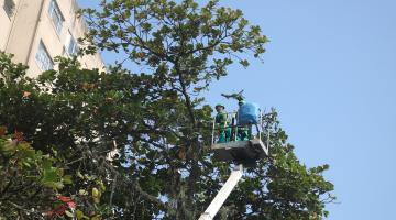 árvore é podada por homem em cesto de caminhão. #paratodosverem