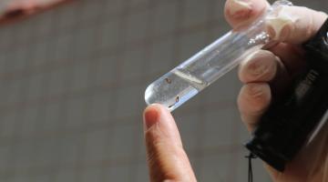mãos seguram tubo de ensaio com amostras de larvas de mosquito. #paratodosverem