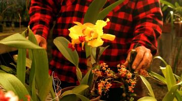 Santos oferece curso gratuito de cultivo de orquídeas