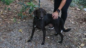 cachorro com dono #paratodosverem