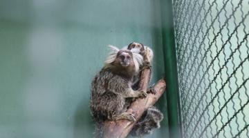 Com auxílio das câmeras, GCM de Santos apreende suspeitos e auxilia no resgate de animais furtados no Orquidário
