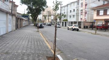 muda de árvore em rua. #paratodosverem 