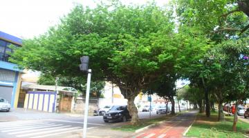 ÁRvores em canteiro central de avenida, em meio a uma ciclovia. #Pracegover