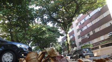 grande copa de árvore com prédio ao fundo. #paratodosverem