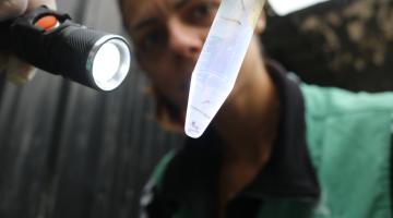 agente ilumina com lanterna um tubo de ensaio com larvas. #paratodosverem 