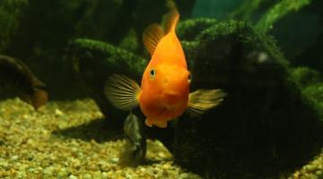 peixe amarelo nadando em tanque do aquário. #paratodosverem
