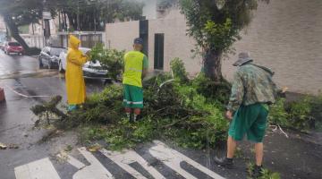 operários atuando para retirar árvore no chão #paratodosverem