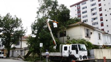 Prefeitura de Santos corta 40 árvores derrubadas por vendaval