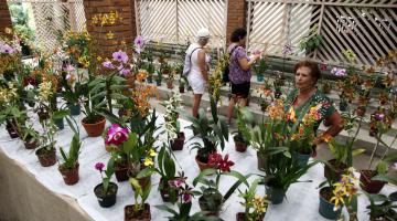 Final de semana com feiras de Orquídeas e de Orgânicos no Orquidário