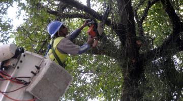 Corte ou poda de árvores deve ter autorização