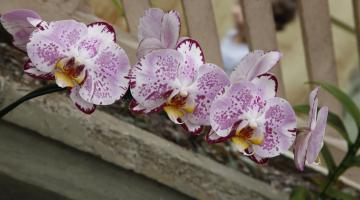 Final de semana tem feira e exposição de orquídeas