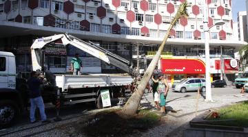 Concluído o plantio de palmeiras na Praça da  Independência