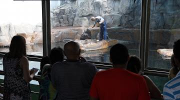 Aniversário do leão-marinho anima visitantes do Aquário