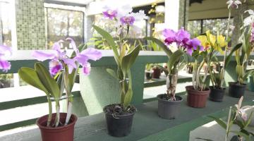 Domingo é dia de Feira de Orquídeas no Jardim Botânico