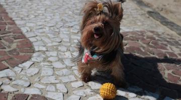 Cachorro no calçadão da praia brincando com bola #paratodosverem