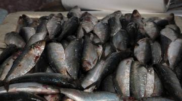 sardinha em box do mercado #paratodosverem 