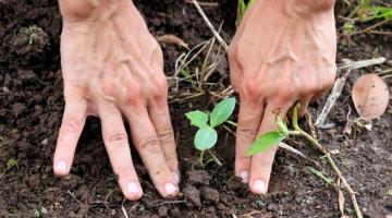 mãos apertam a terra bem próximas a uma pequena muda de vegetal recém-plantado. #paratodosverem