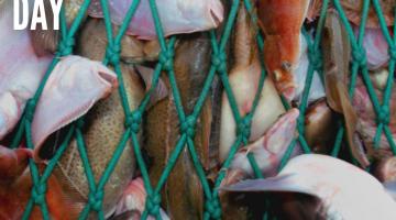 Capa da cartilha com peixes presos em redes #paratodosverem