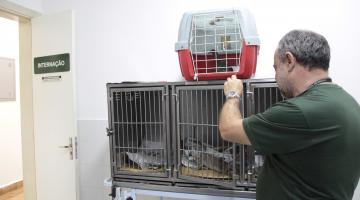 Hospital veterinário em Santos é referência regional no tratamento e reabilitação de animais silvestres 