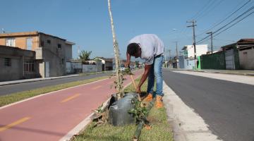 Mudas de ipê branco são plantadas em ciclovia na Zona Noroeste