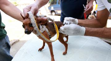 Cães são vacinados contra leishmaniose em Santos