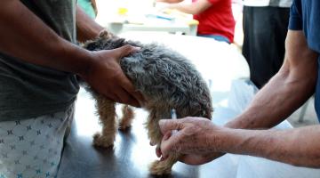 Imagem em close. Homem segura animal com as duas mãos enquanto outras mãos vacinam o cão. #Pracegover