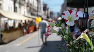 foto da feira tendo uma flor em primeiro plano #paratodosverem 