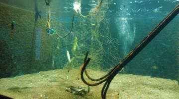 tanque com artigos de pesca deixados no mar e que podem ser prejudiciais à fauna. #paratodosverem