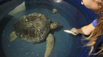 tartaruga está no tanque. Mulher, fora do tanque, estende a mão para o animal oferecendo uma sardinha para alimentá-la. #paratodosverem