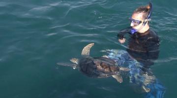 tartaruga é solda no mar. mergulhador está ao lado. #paratodosverem