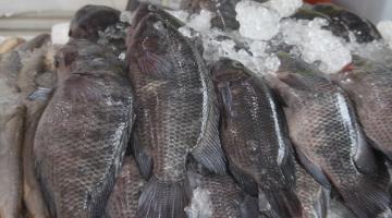 peixes expostos a venda #paratodosverem