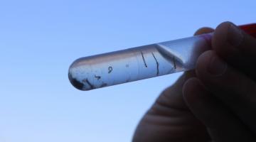 mão segura tubo de ensaio com larvas de mosquito. #paratodosverem 