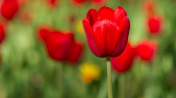 foto de tulipa no campo #paratodosverem