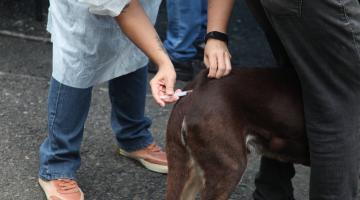 técnico vacina cão perto do rabo #paratodosverem 