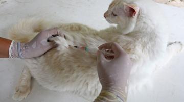 Mãos em luvas de borracha vacinam gato que está sobre uma mesa. #Paratodosverem