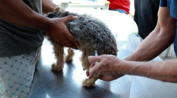 Cão recebe aplicação de vacina sendo segurado por duas pessoas. #paratodosverem