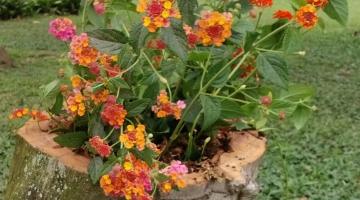 tronco de árvore serve de vaso para plantas e flores. #paratodosverem