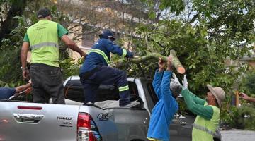 operários retirando árvore e colocando em carro #paratodosverem