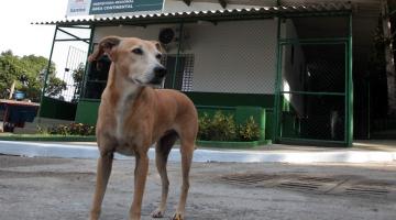 cão está em parado em frente a fachada de clínica veterinária. Ele olha para o lado. #paratodosverem