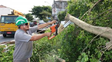 35 árvores caídas em Santos durante ventania já foram cortadas para remoção