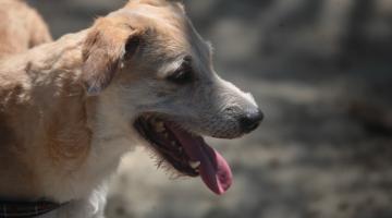 cachorro com a língua para fora #paratodosverem