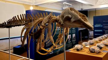 esqueleto de baleia e pedras em exposição ao fundo na exposição #paratodosverem
