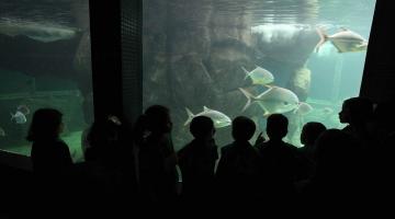 crianças olham tanque do aquário com peixes #paratodosverem