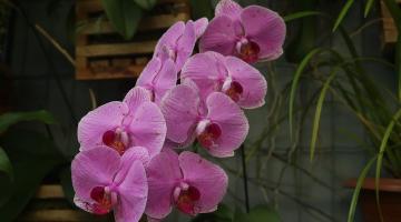 Santos terá Feira de Orquídeas com arrecadação de alimentos para o Fundo Social