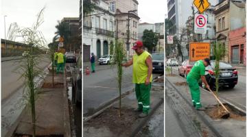 Centro Histórico de Santos ganha 15 palmeiras e recebe cuidados paisagísticos