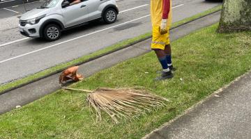 Após fortes ventos, folhas de palmeiras imperiais são retiradas de via em Santos