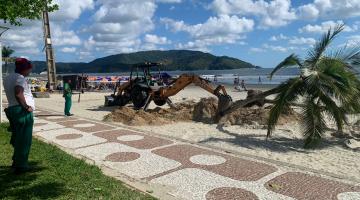 Começa o transplantio de 14 coqueiros na faixa de areia da praia em Santos 