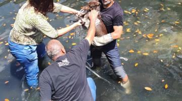 Com força-tarefa, cadela é resgatada de galeria em canal de Santos