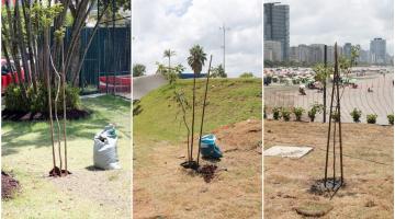 Mil árvores serão plantadas em Santos neste ano para homenagear o Rei Pelé