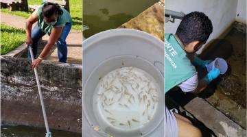 Santos tem 'guerreiros' de apenas 5cm que trabalham de graça no combate ao Aedes